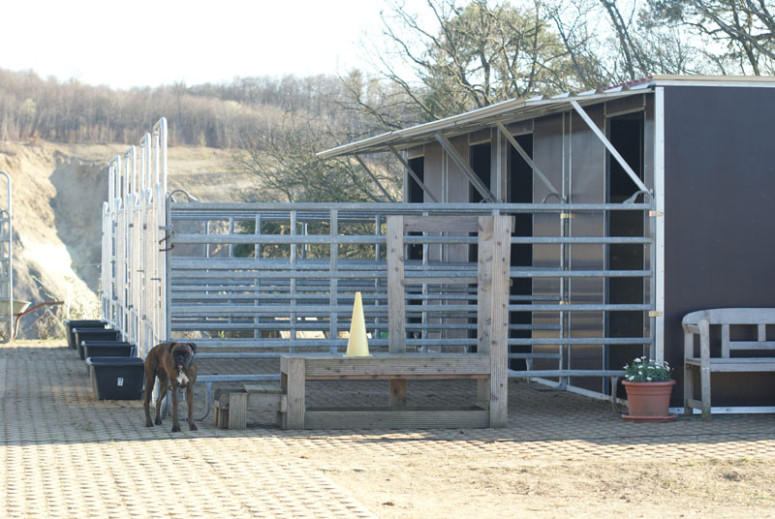 Bedeckung Ihrer Stute auf unserer Deckstation • HENGST- UND DECKSTATION