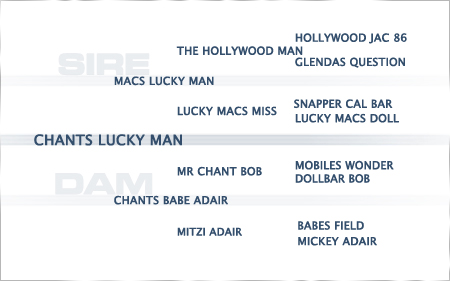 pedigree-chants-lucky-man-2