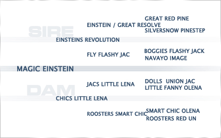 pedigree-magic-einstein