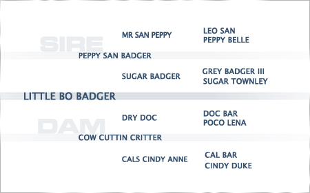 pedigree-little-bo-badger