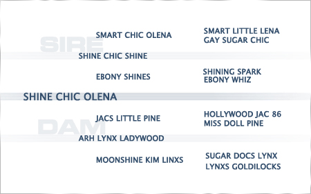 pedigree-shine-chic-olena