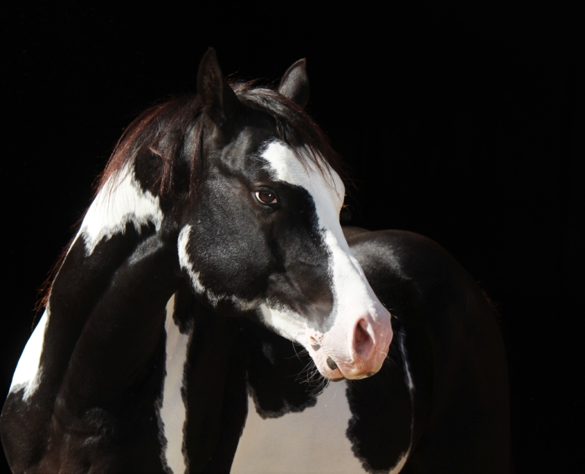 Doc Tekoa Mr Freckles • HENGST UND DECKSTATION STEINSBERG