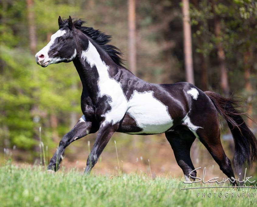 Doc Tekoa Mr Freckles • HENGST UND DECKSTATION STEINSBERG