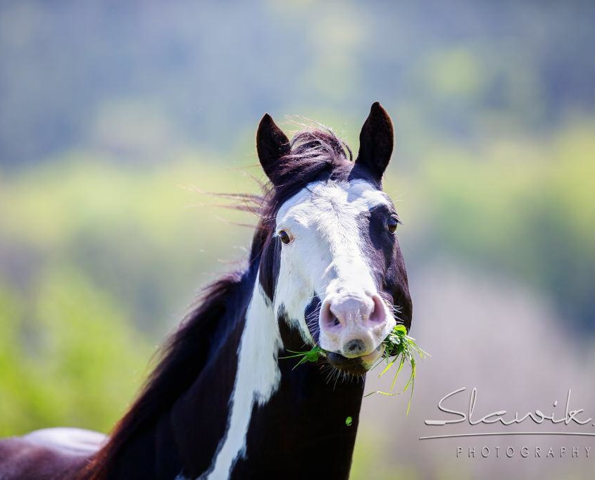 Doc Tekoa Mr Freckles • HENGST UND DECKSTATION STEINSBERG