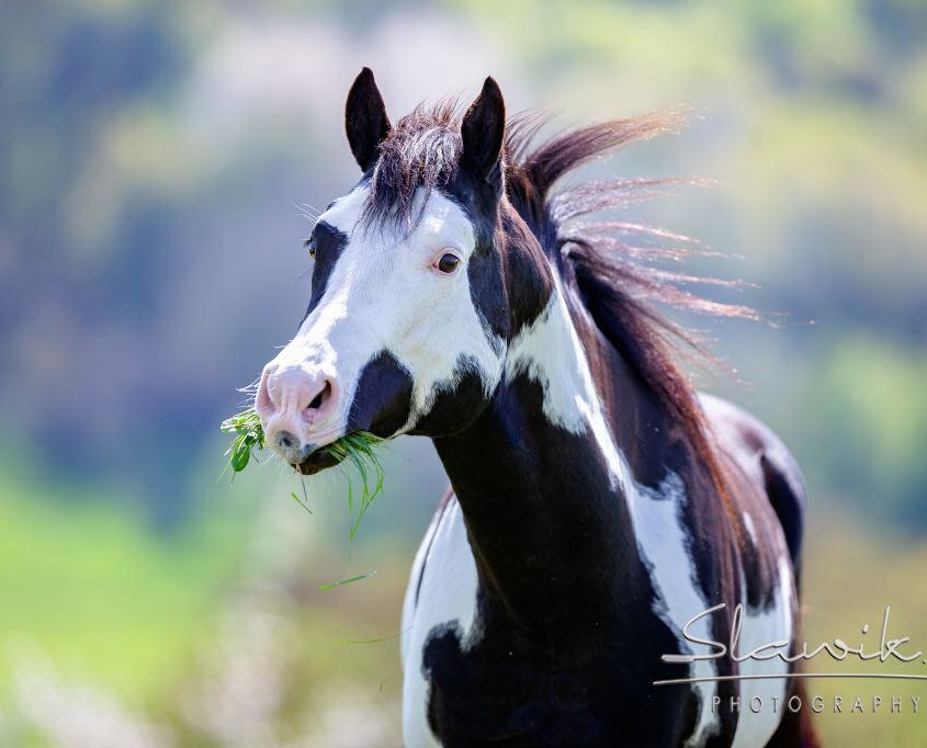 Doc Tekoa Mr Freckles • HENGST UND DECKSTATION STEINSBERG