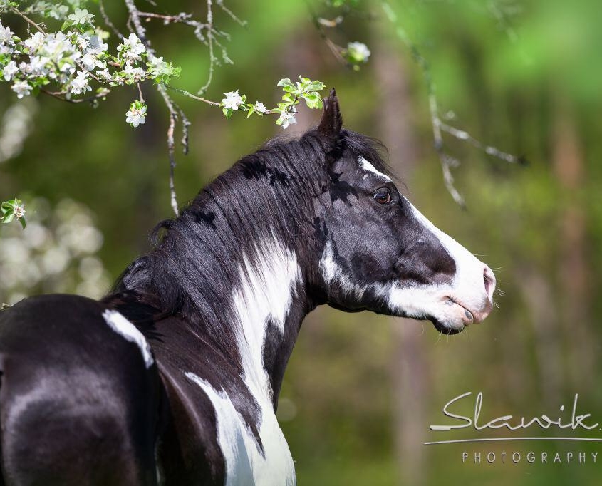 Doc Tekoa Mr Freckles • HENGST UND DECKSTATION STEINSBERG