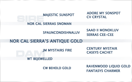 2022-pedigree-nor-cal-sierras-antique-gold