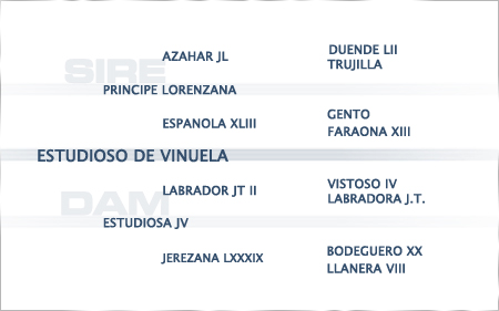2024-pedigree-estuidoso-de-vinuela